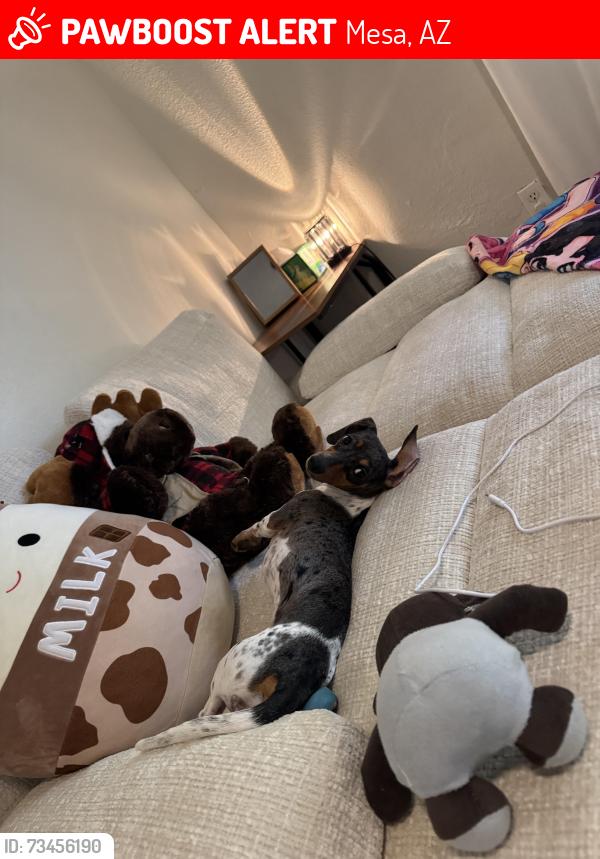 Lost Female Dog last seen 8th ave and dobson, Mesa, AZ 85204