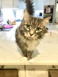 Lost Female Cat last seen Knollwood and Bitting, Winston-Salem, NC 27103