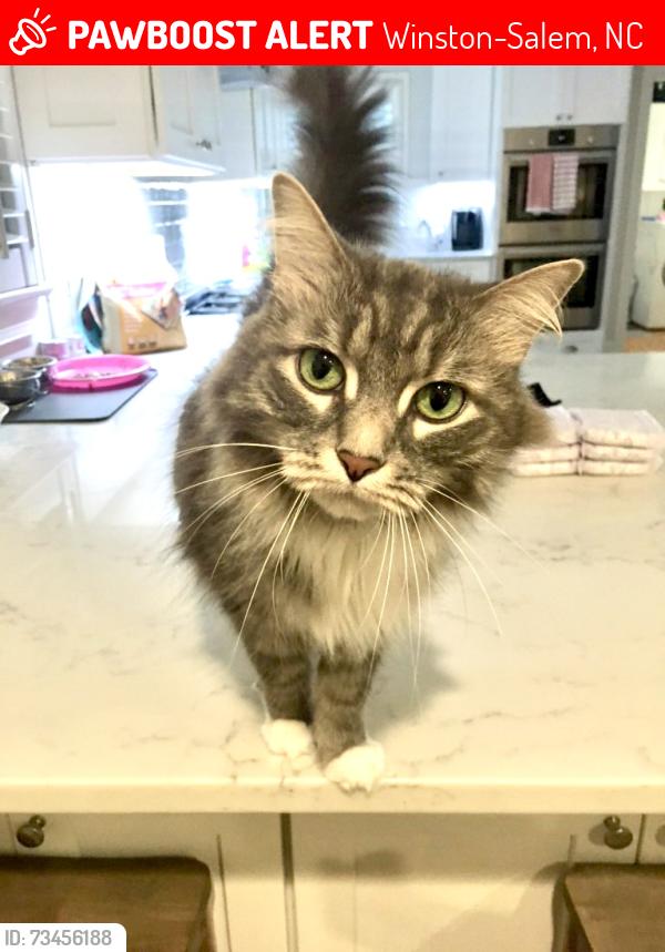 Lost Female Cat last seen Knollwood and Bitting, Winston-Salem, NC 27103