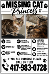Lost Female Cat last seen Butterfield, Nicholas, Pinhook, Nixa, MO 65714