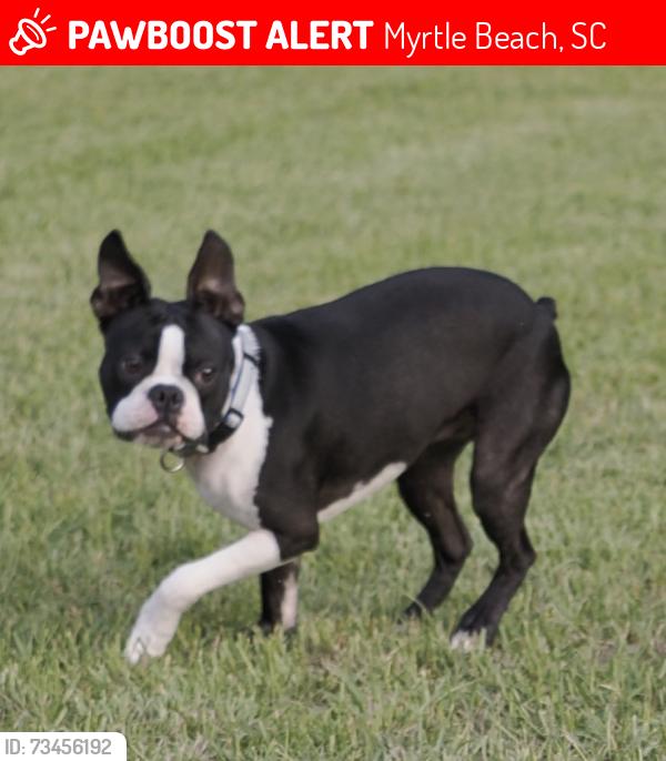 Lost Male Dog last seen Myrtle Beach Travel Park, Myrtle Beach, SC 29572