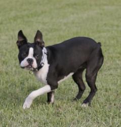 Lost Male Dog last seen Myrtle Beach Travel Park, Myrtle Beach, SC 29572