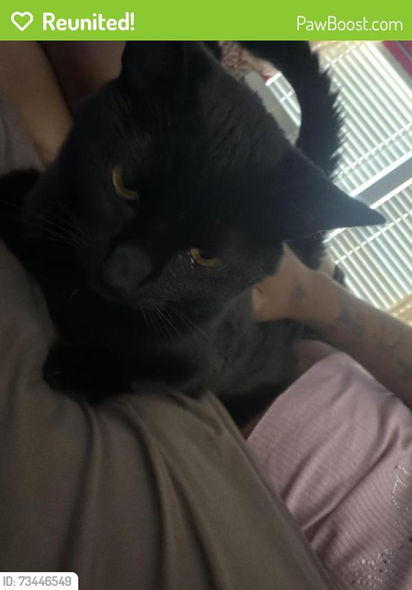 Reunited Female Cat last seen apmts, Atlanta, GA 30339