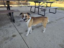 Found/Stray Male Dog last seen The Quarry at Grant Park, Winston-Salem, NC 27107