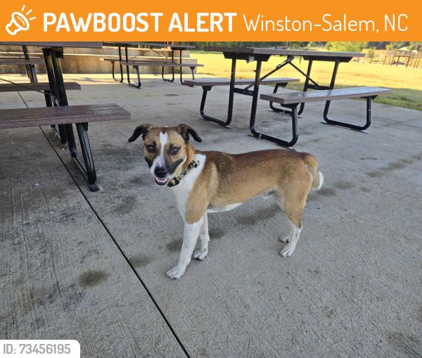 Found/Stray Male Dog last seen The Quarry at Grant Park, Winston-Salem, NC 27107