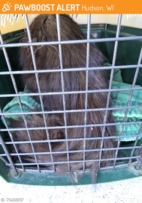 Found/Stray Unknown Cat last seen Hanley, Hudson, WI 54016