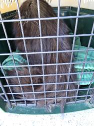 Found/Stray Unknown Cat last seen Hanley, Hudson, WI 54016
