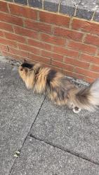 Reunited Unknown Cat last seen Anglesmede Crescent, Pinner, England 