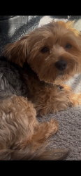 Lost Male Dog last seen Central Gardens / Fairfield Ave, Richmond, VA 23223