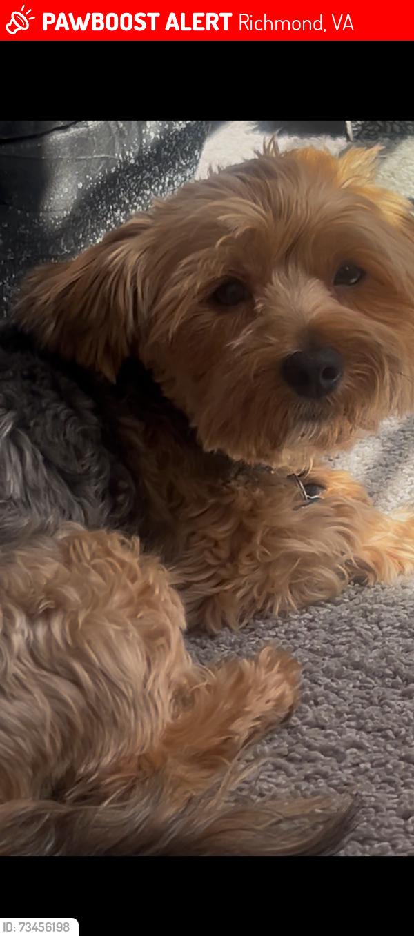 Lost Male Dog last seen Central Gardens / Fairfield Ave, Richmond, VA 23223