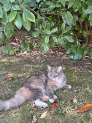 Reunited Female Cat last seen Parkway N14 6QU, Greater London, England N14 6QU