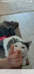 Lost Male Cat last seen Home address.5304 timberwood dr, Hephzibah, GA 30815