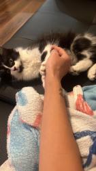 Reunited Male Cat last seen errol street aigburth liverpool, Merseyside, England 