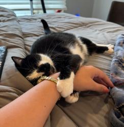 Reunited Female Cat last seen Thomas Mason PL subdivision- by Queeny Park, Missouri River Township, MO 63011