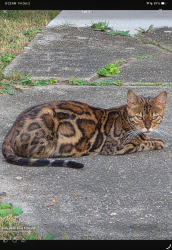 Lost Unknown Cat last seen Jefferson st, Indianapolis, IN 46218