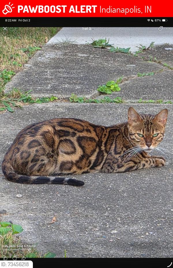 Lost Unknown Cat last seen Jefferson st, Indianapolis, IN 46218