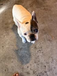 Reunited Male Dog last seen Papaya way by the mailbox, Oceanside, CA 92058