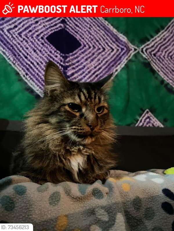 Lost Male Cat last seen South Greensboro street, Wendys, Carrboro, NC 27510
