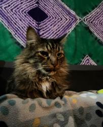 Lost Male Cat last seen South Greensboro street, Wendys, Carrboro, NC 27510