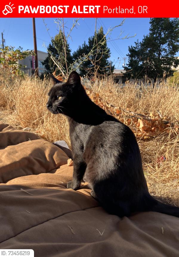 Lost Female Cat last seen NW 20th and Thurman, Portland, OR 97229