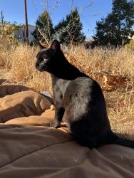 Lost Female Cat last seen NW 20th and Thurman, Portland, OR 97229