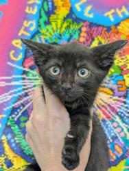 Shelter Stray Male Cat last seen Bexar County, 3353 Morningside Dr, New Braunfels, TX 78132, USA