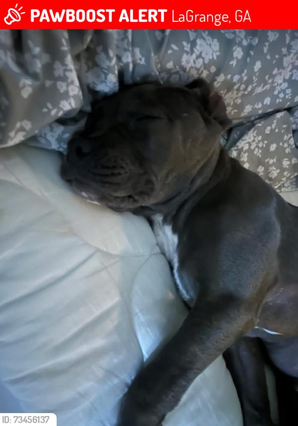 Lost Male Dog last seen 8th Street and on Orchard, LaGrange, GA 30241