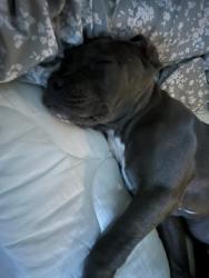 Lost Male Dog last seen 8th Street and on Orchard, LaGrange, GA 30241