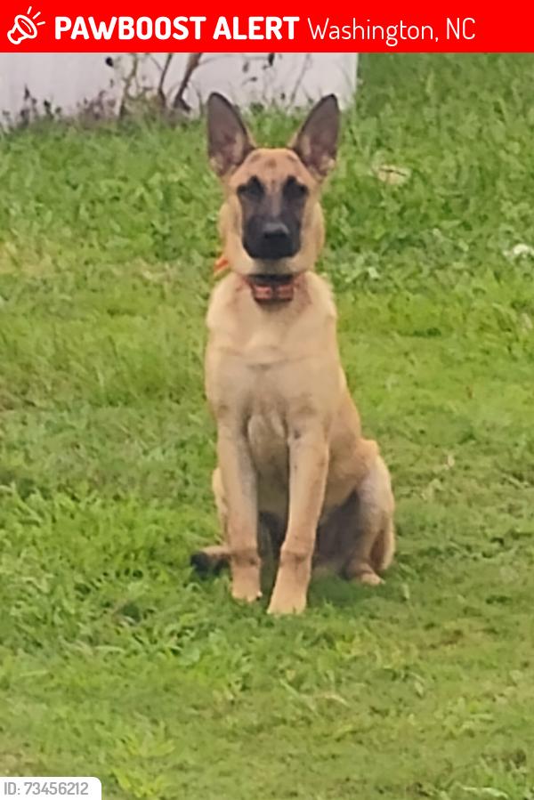 Lost Male Dog last seen Rivera Rd and Jacks st, Washington, NC 27889