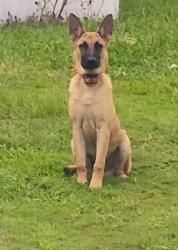 Lost Male Dog last seen Rivera Rd and Jacks st, Washington, NC 27889