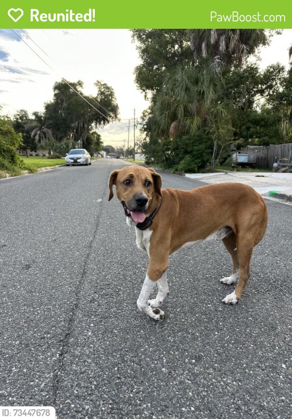 Reunited Male Dog last seen Wisteria avenue and Lake St, Umatilla, FL 32784