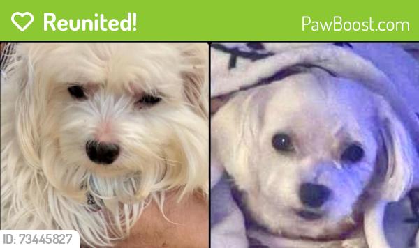 Reunited Male Dog last seen Near Rhondda Dr., Lorton, VA 22079