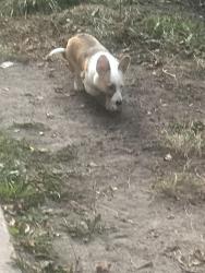 Lost Female Dog last seen Na, Minneapolis, MN 55412