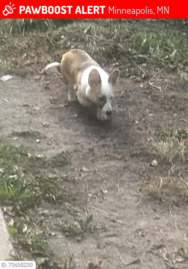 Lost Female Dog last seen Na, Minneapolis, MN 55412