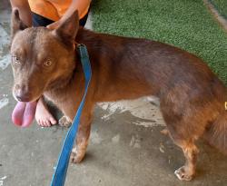 Reunited Male Dog last seen Desmond and San Fernando, Los Angeles, CA 91331