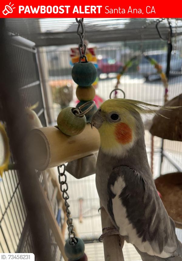 Lost Unknown Bird last seen First St and Euclid, Santa Ana, CA 92780