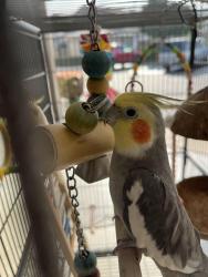 Lost Unknown Bird last seen First St and Euclid, Santa Ana, CA 92780