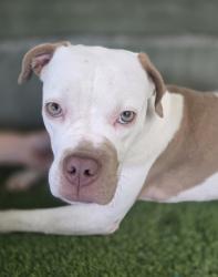 Shelter Stray Female Dog last seen , 14409 Vanowen St, Van Nuys, CA 91405, USA