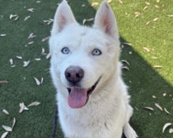 Shelter Stray Male Dog last seen , 3201 Lacy St, Los Angeles, CA 90031, USA