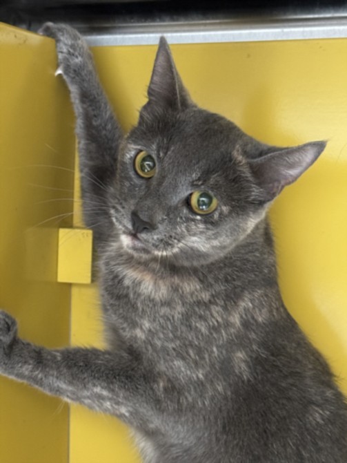 Shelter Stray Female Cat last seen , 3201 Lacy St, Los Angeles, CA 90031, USA
