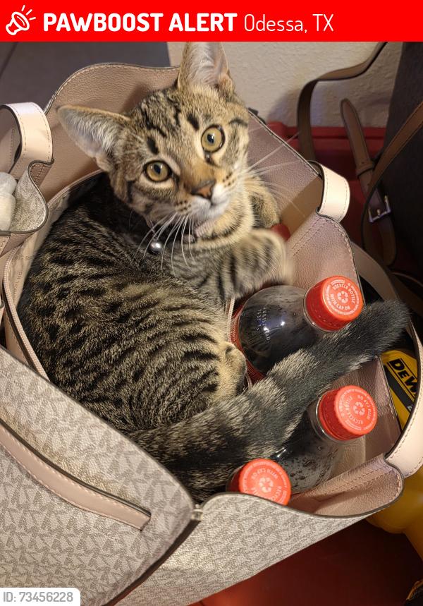 Lost Male Cat last seen Near loop338, Odessa, TX 79763