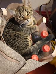 Lost Male Cat last seen Near loop338, Odessa, TX 79763
