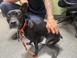 Shelter Stray Female Dog last seen , 3201 Lacy St, Los Angeles, CA 90031, USA