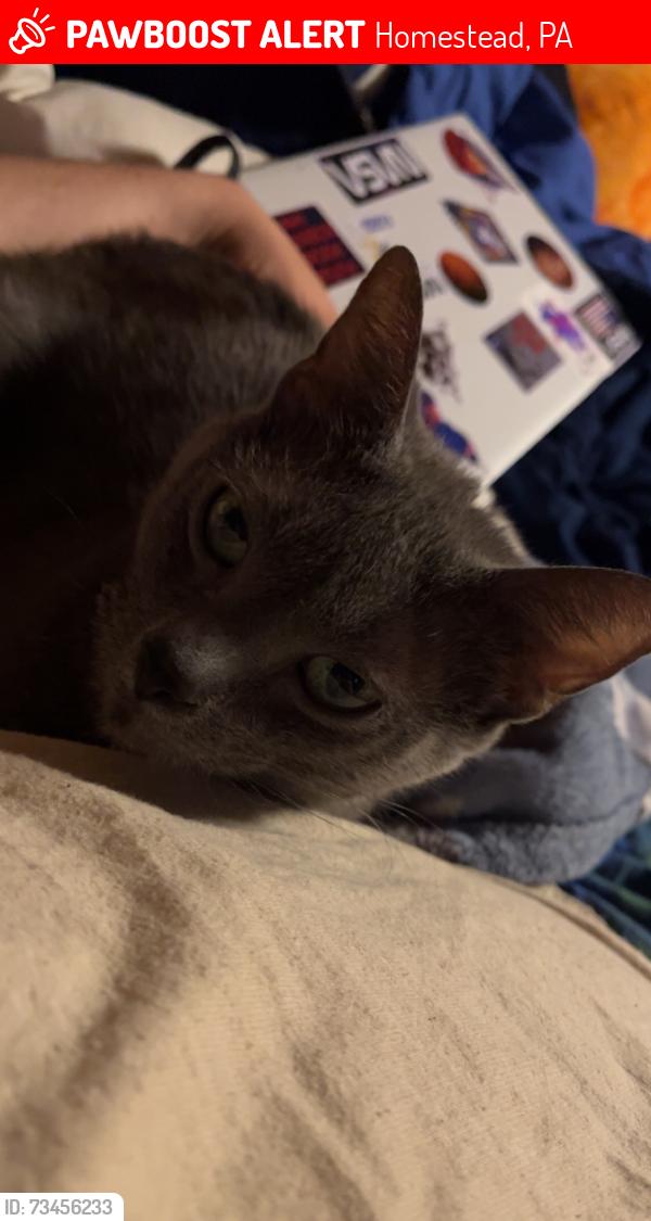 Lost Female Cat last seen 8th Ave and ravine near DiSalla’s pizza, Homestead, PA 15120