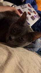 Lost Female Cat last seen 8th Ave and ravine near DiSalla’s pizza, Homestead, PA 15120