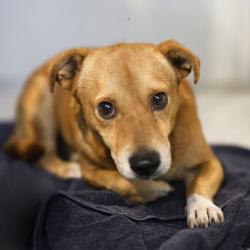 Shelter Stray Male Dog last seen Near BLOCK CODY, 4710 TX-151, San Antonio, TX 78227, USA