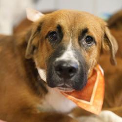Shelter Stray Male Dog last seen Near BLOCK AUSTIN HWY, 4710 TX-151, San Antonio, TX 78227, USA