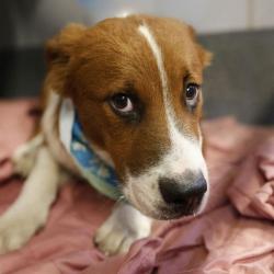 Shelter Stray Female Dog last seen Near BLOCK AUSTIN HWY, 4710 TX-151, San Antonio, TX 78227, USA