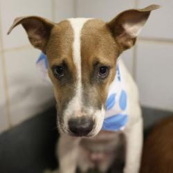 Shelter Stray Female Dog last seen Near BLOCK AUSTIN HWY, 4710 TX-151, San Antonio, TX 78227, USA