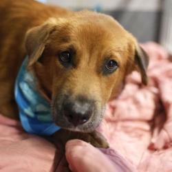 Shelter Stray Male Dog last seen Near BLOCK AUSTIN HWY, 4710 TX-151, San Antonio, TX 78227, USA